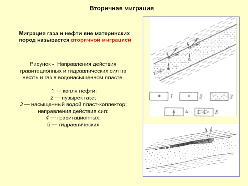 К материнской породе примыкает тест. Вторичная миграция газа. Миграция нефти и газа. Вторичная миграция нефти. Силы действующие в залежи.