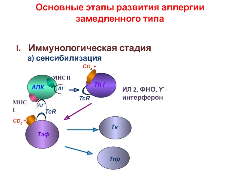 Аллергическая реакция немедленного. Механизм развития аллергической реакции 1 типа. Механизм развития аллергической реакции схема. Механизм возникновения аллергической реакции схема. Схема аллергической реакции 4 типа.