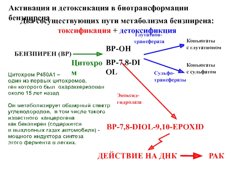 Детоксикация организма красногорск. Глутатионтрансферазы биохимия. Метаболизм глутатиона биохимия. Глутатионтрансфераза реакция. Глутатионтрансфераза фермент.