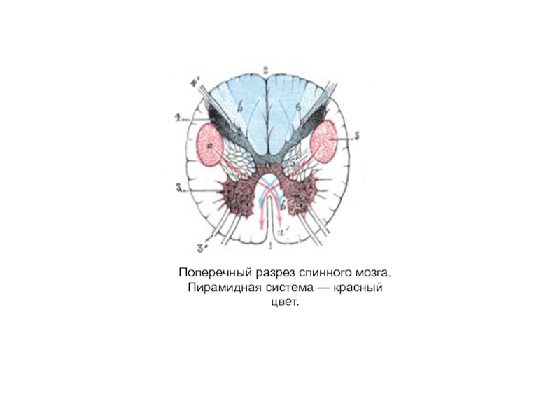 Поперечный разрез спинного мозга