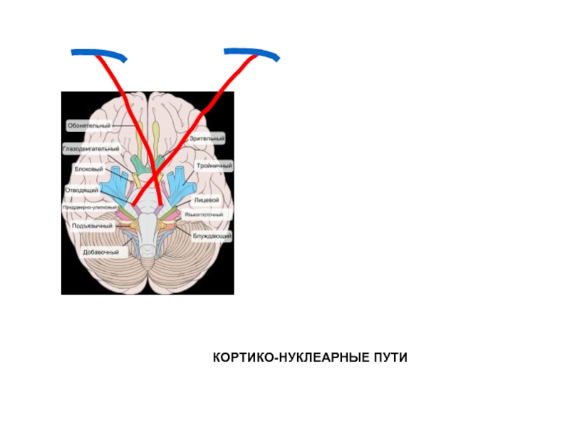 Схема кортико нуклеарного пути