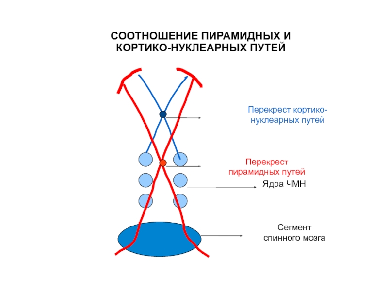 Перекрест. Кортико нуклеарный путь. Перекрест пирамидного пути. Нарушения при поражении кортико нуклеарного пути. Кортико-нуклеарный путь покрышка или основание.