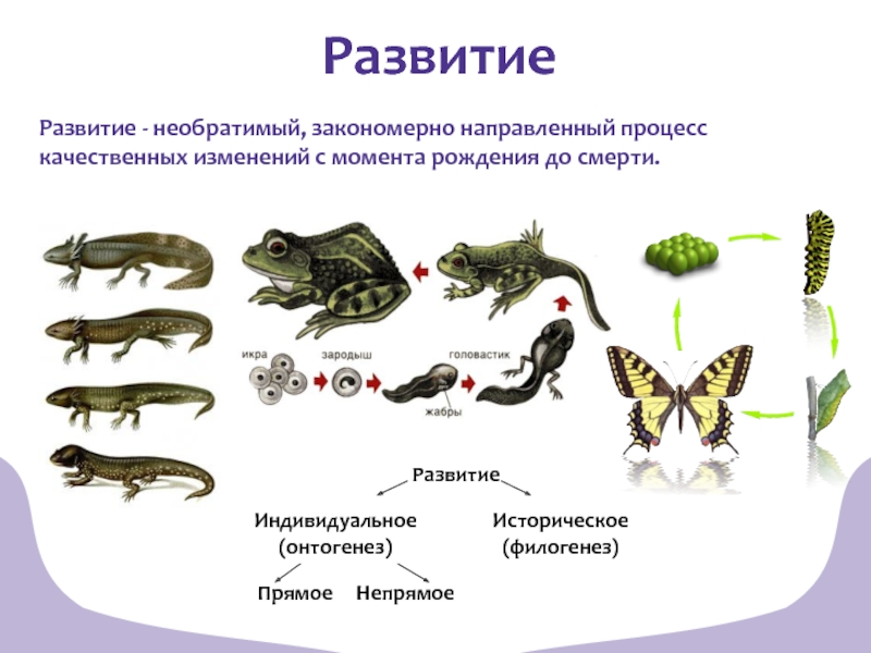 Миссисипский аллигатор тип развития прямое или с метаморфозом