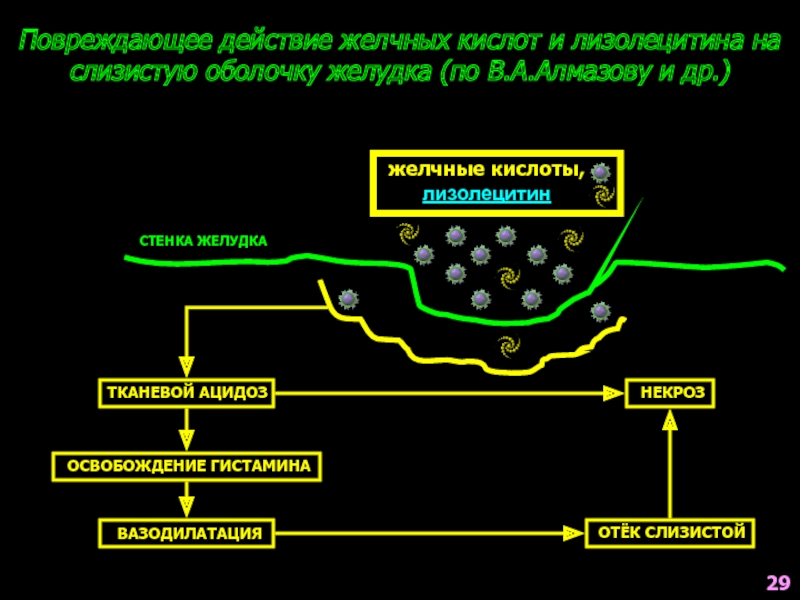 Энтерогепатическая циркуляция желчных кислот биохимия схема