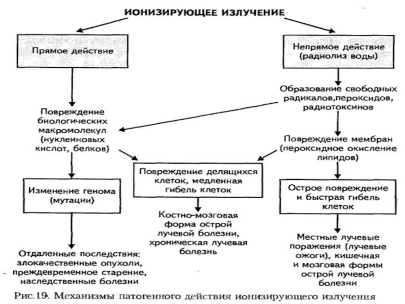 Особенности клинической картины радиационных поражений от внутреннего облучения