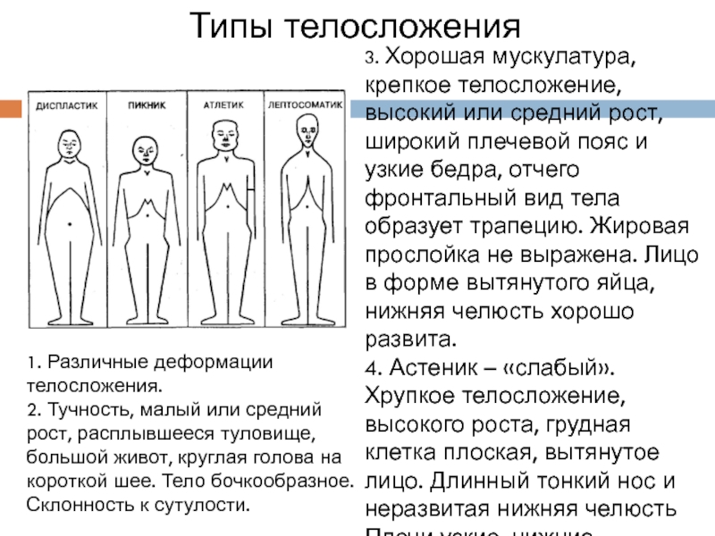 Средний рост среднее телосложение