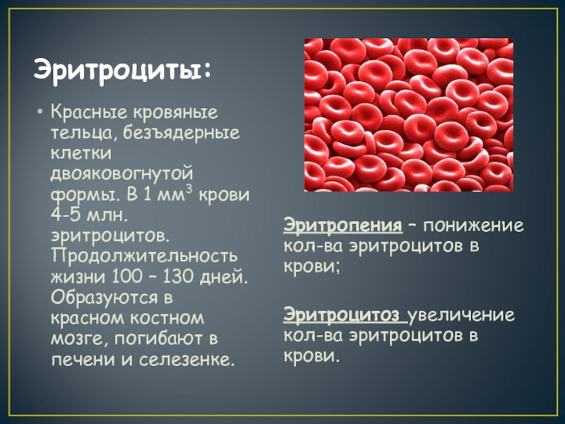 Кровь образуется в печени. Красные кровяные тельца. Красные кровяные тельца эритроциты. Эритроциты безъядерные клетки. Эритроциты цвет и форма клеток.