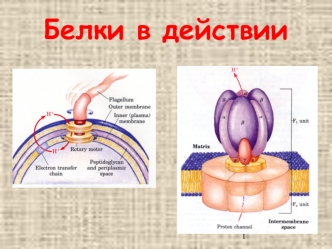 Белки в действии