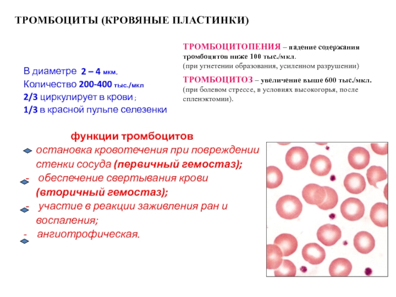 Тромбоциты при кровотечении. Показатели тромбоцитов в периферической крови. Тромбоциты кровяные пластинки. Тромбоциты в периферической крови. Тромбоциты при кровопотере.