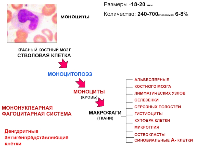 Роль макрофагов. Характерное строение моноцитов. Строение макрофагов иммунология. Происхождение макрофагов гистология. Мононуклеарная фагоцитарная система моноцитов.