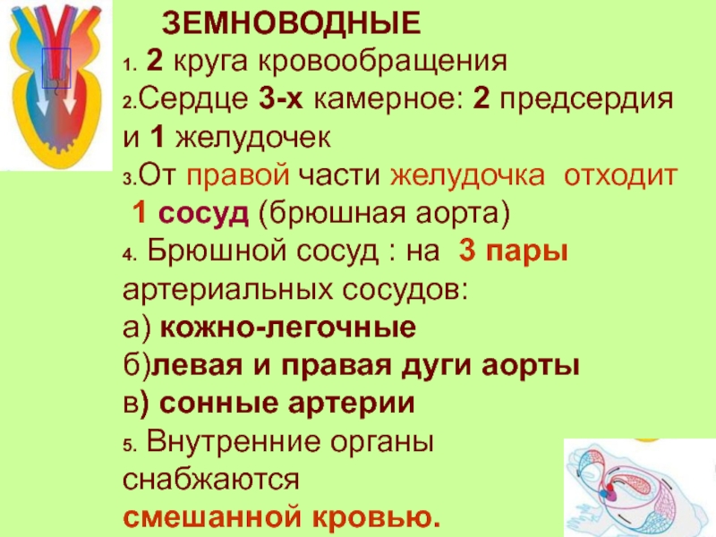 Механизмы соотносительных преобразований органов и систем органов. Органы снабжаются смешанной кровью.