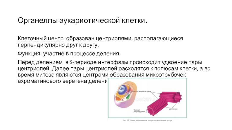 Центриоль деление клетки лизосома какое понятие