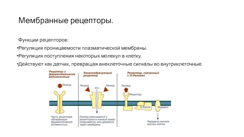 Функции рецепторов