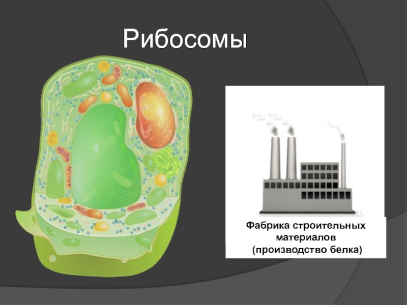 Рибосомы растительной клетки рисунок