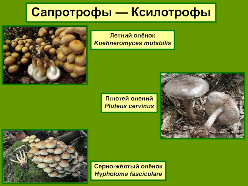 Грибы сапротрофы фото