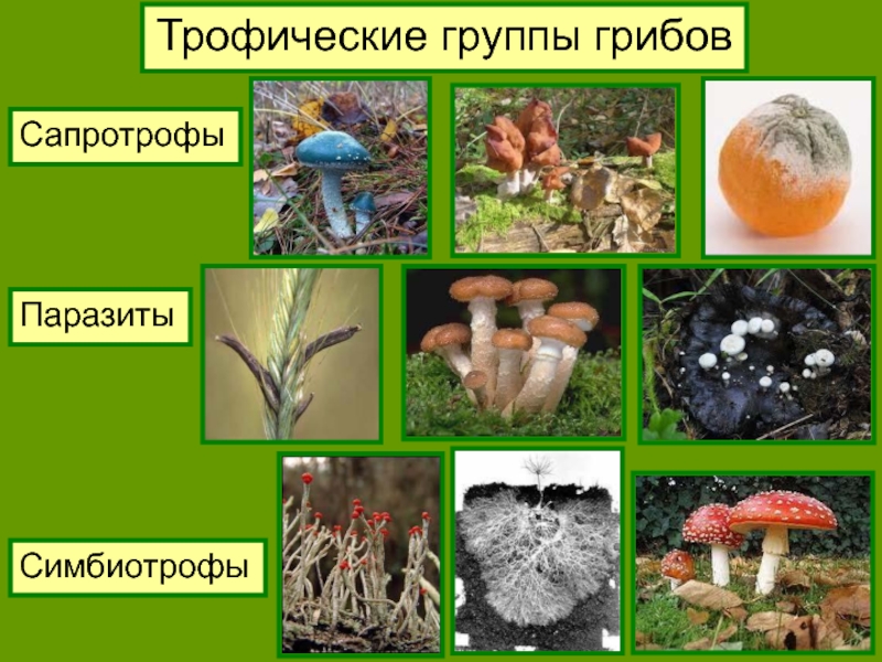 Картинки сапротрофные грибы