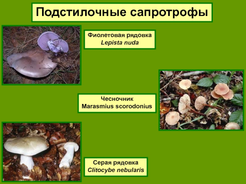 Картинки сапротрофные грибы