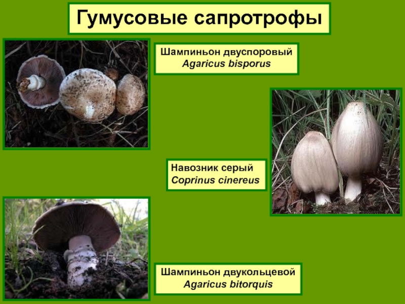 Грибы сапротрофы это. Почвенные сапротрофы грибы. Подстилочные сапротрофы это грибы. Представители грибов сапротрофов. Гумусовые сапротрофы.