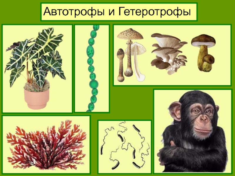 Низшие растения хемотрофы