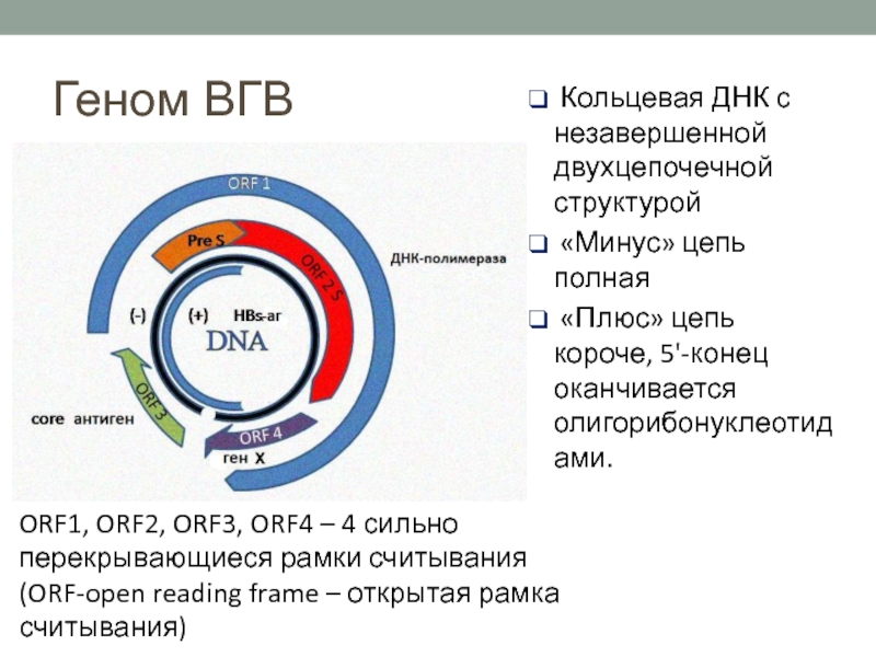 1 кольцевая днк