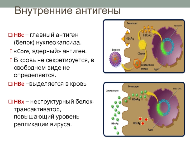 Вирусный гепатит антиген. Антигены вируса гепатита с. Ядерные антигены. Белок нуклеокапсида. Антигены белков.