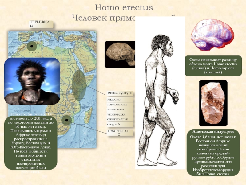 Homo erectus  Человек прямоходящий