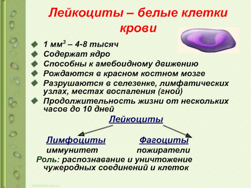 Форма лейкоциты постоянно