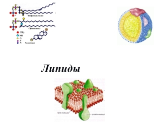 Липиды. Классификация липидов