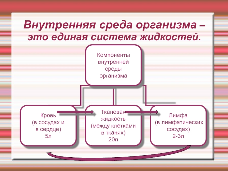 Жидкую внутреннюю среду. Внутренняя среда организма. Компоненты внутренней среды организма. Компоненты внутренней среды схема. Внутренняя среда организма схема.