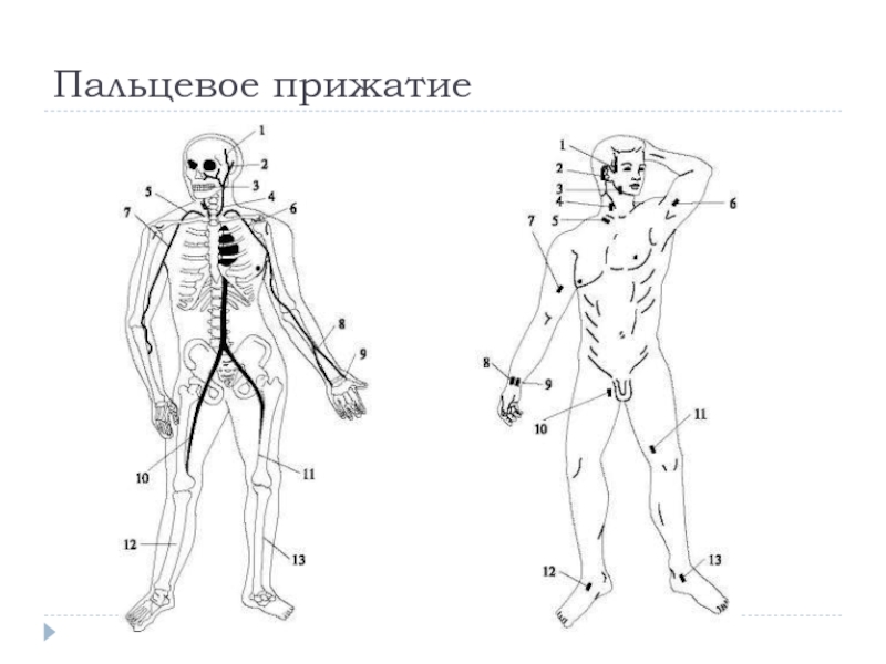 Пальцевое прижатие. Места пережатия артерий при кровотечении. Точки прижатия артерий нижних конечностей. Пережатие артерии. Схему точки прижатия крупных артерий.