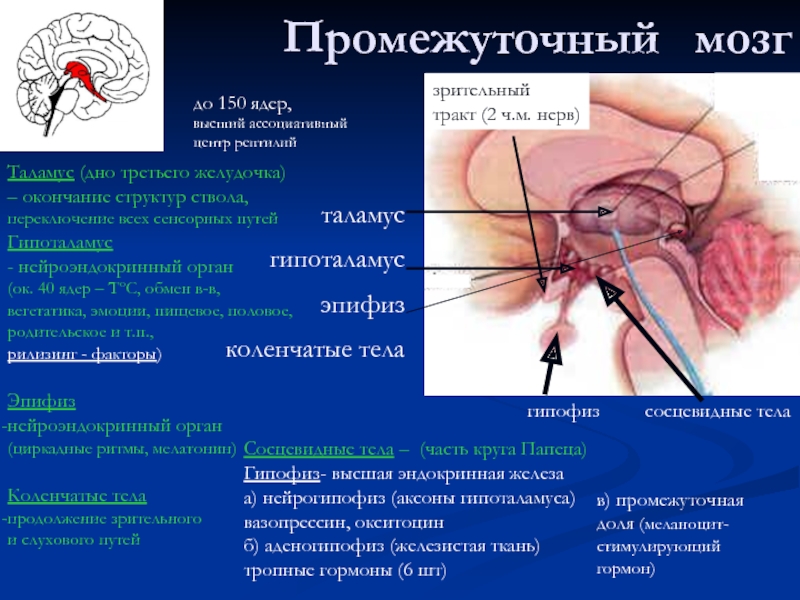 Промежуточный	 мозг таламус гипоталамус эпифиз коленчатые тела сосцевидные тела гипофиз зрительный  тракт (2 ч.м. нерв) Таламус