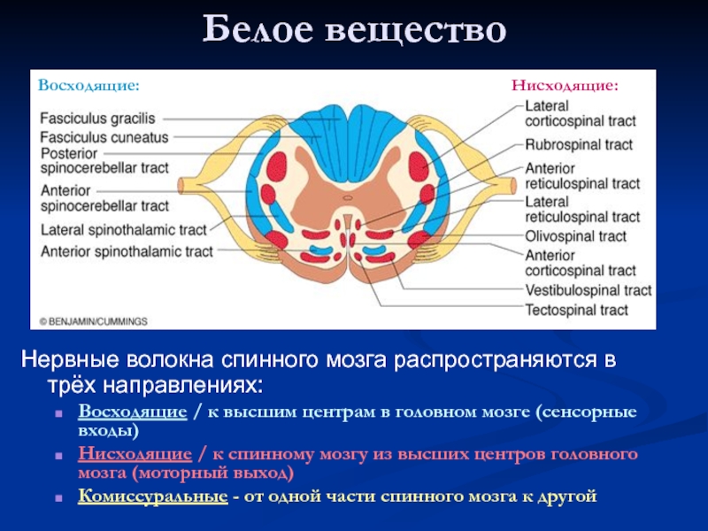 Белое вещество Нервные волокна спинного мозга распространяются в трёх направлениях: Восходящие / к высшим центрам в головном