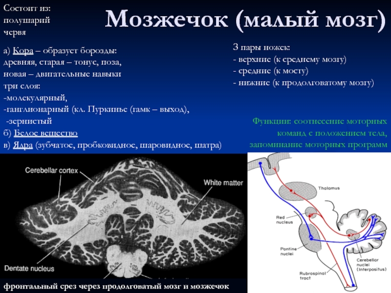 фронтальный срез через продолговатый мозг и мозжечок  Мозжечок (малый мозг) Функции: соотнесение моторных команд с положением