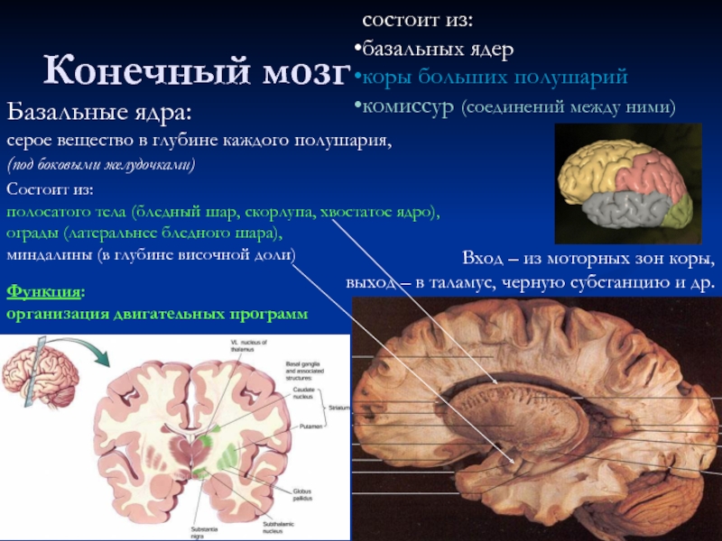 Конечный мозг состоит из:  базальных ядер  коры больших полушарий комиссур (соединений между ними)  Вход