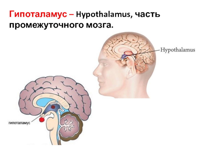 Гипоталамус где находится фото