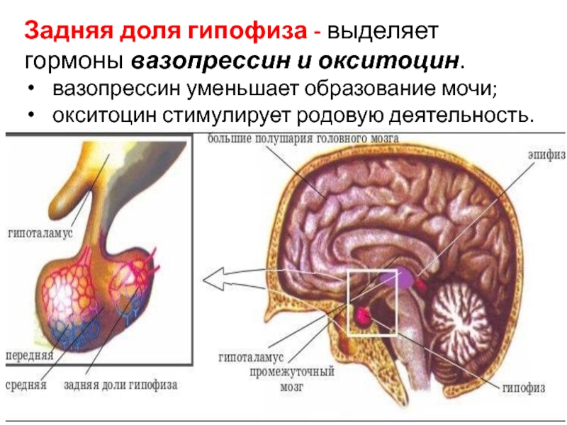 Схема строения гипофиза