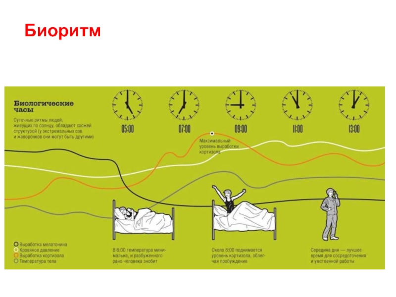 Схема циркадного ритма человека биологические часы и примерный суточный ритм органов