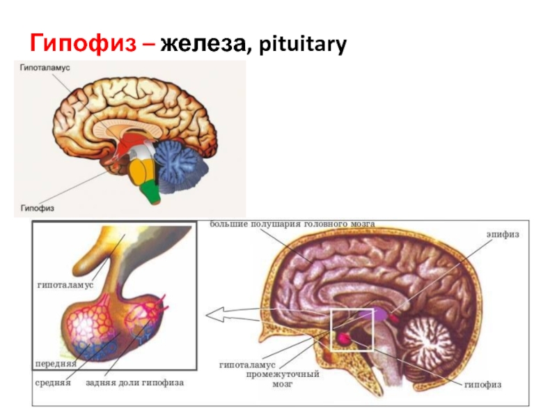 Гипофиз картинки для презентации