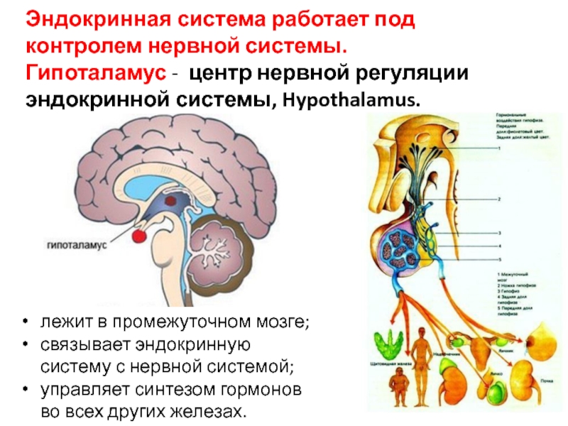 Гормон центральной нервной системы. Эндокринная система. Роль эндокринной регуляции. Нейро-эндокринные функции гипоталамуса. Нейроэндокринные системы гипоталамуса регуляция. Гипоталамус эндокринная система.