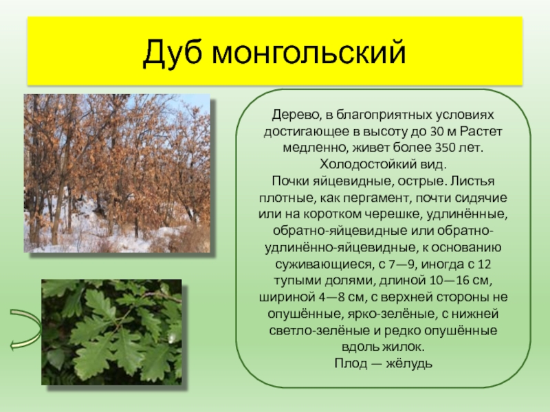 Дуб растет медленно. Дуб монгольский дерево. Дуб монгольский описание. Лист дуба монгольского. Дуб монгольский побег.