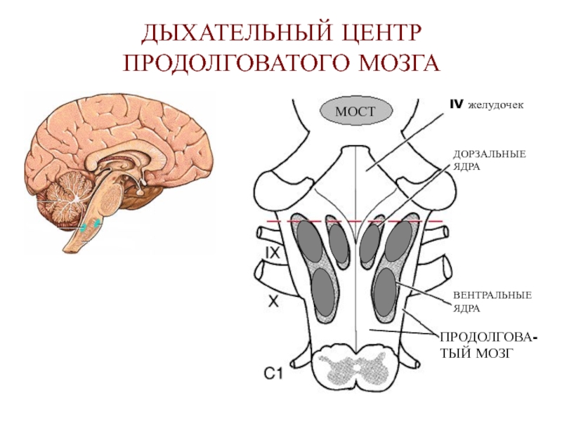 Центр удлиненный. Дыхательный центр продолговатого мозга. Продолговатый мозг центр дыхания. Регуляция дыхания продолговатый мозг. Строение продолговатого мозга и моста.
