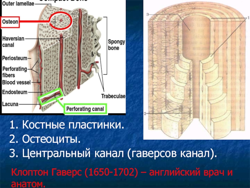 Костные пластинки