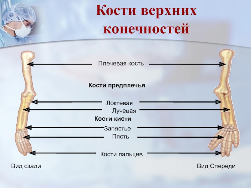 Кости верхней конечности плечевая кость. Кости верхней конечности плечевая локтевая лучевая кость. Верхняя конечность локтевая кость. Плечо предплечье запястье пясть. Верхние конечности человека локтевая кость.