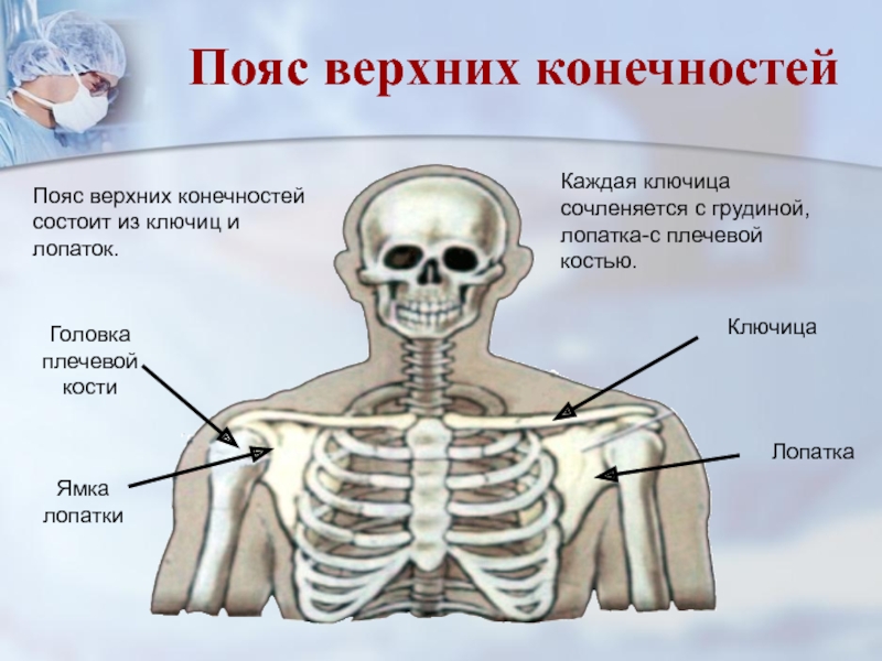 Лопатка кость человека на скелете. Скелет человека ключица. Пояс верхних конечностей. Пояс верхних конечностей состоит из. Кости пояса верхней конечности.