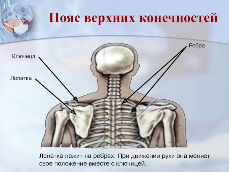 Где находится лопатка у человека фото