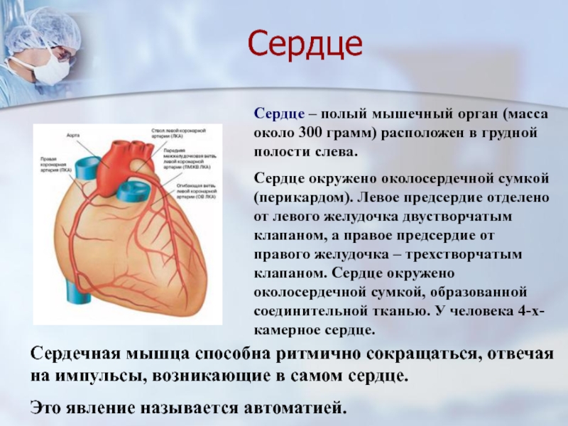 Сердце физиология презентация