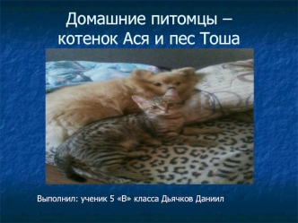 Домашние питомцы – котенок Ася и пес Тоша