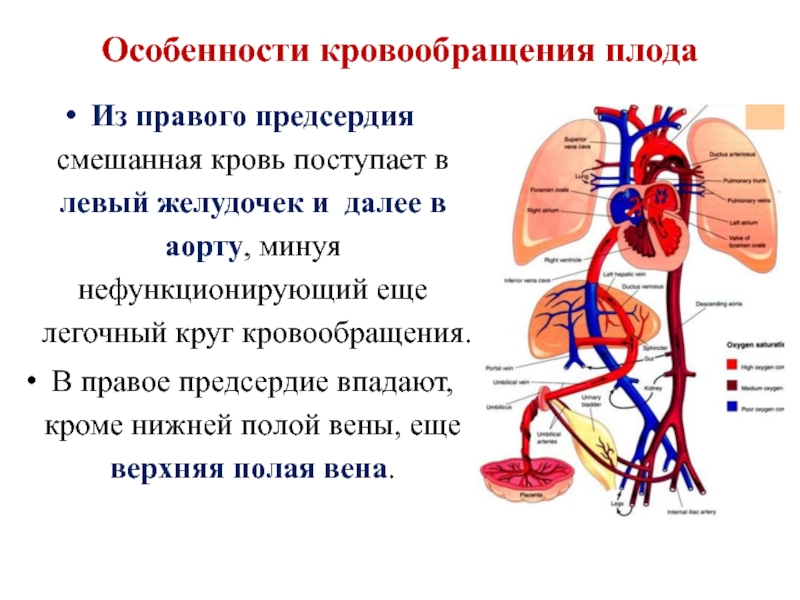 Контрольная работа: Особенности сосудистой системы легких. Малый круг кровообращения. Особенности венозной системы о