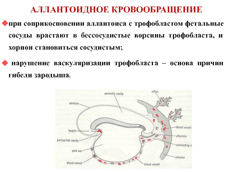 Эмбриогенез сердечно сосудистой системы презентация