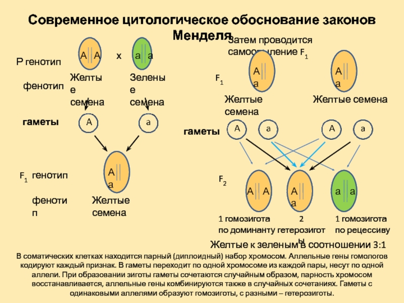 Аллельные гены расположены в одной хромосоме. Цитологическое обоснование законов г.Менделя.. Цитологическое обоснование первого закона Менделя. Цитологическое обоснование 2 закона Менделя. Цитологическое обоснование 1 закона Менделя.